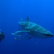 Marine Life
